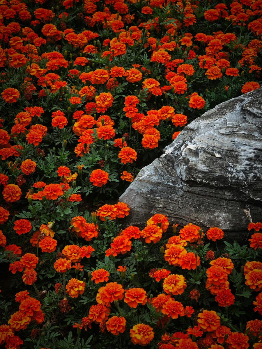 From Dropout to Floriculture Mogul: Arup Kumar Ghosh’s Marigold Success Story